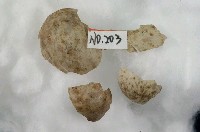 藏品(日本紅尾伯勞卵)的圖片